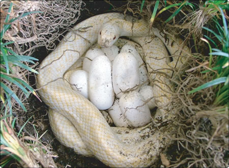 シロヘビの産卵（今津観覧室内）